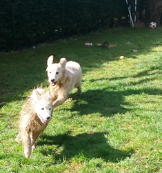 pension pour grand chien jura